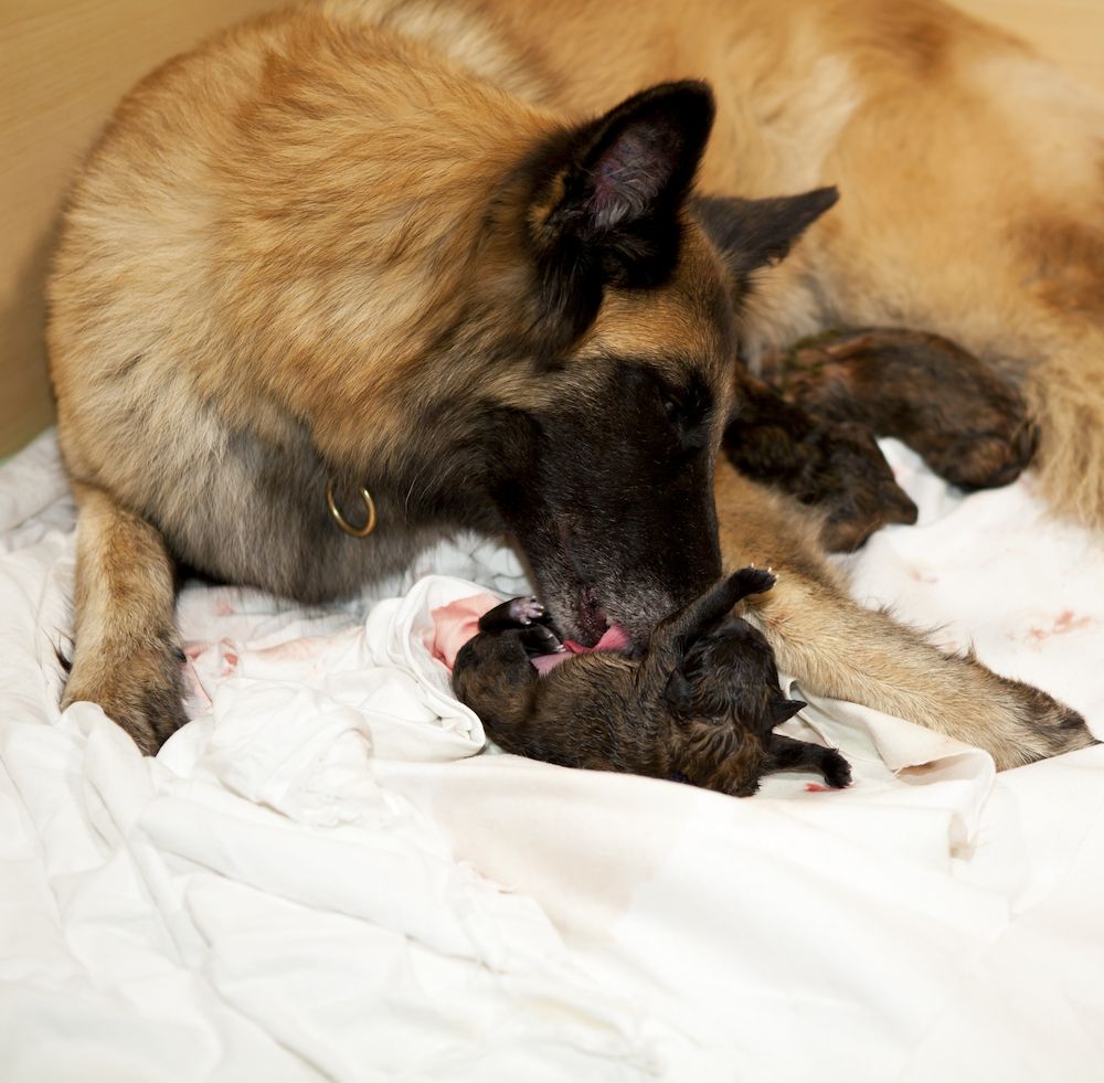 Reproductive Health in the Bitch